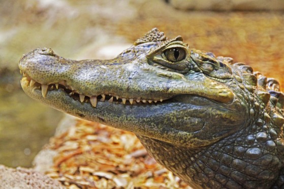 Krokodil, Navi mieten Everglades Florida (FL) 